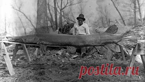 Миссисипский панцирник / Богатая добыча