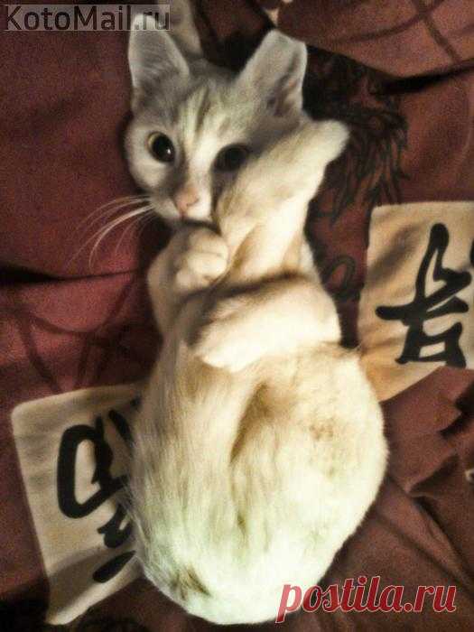 Хвост - кошачья удача, пока ты маленький:)