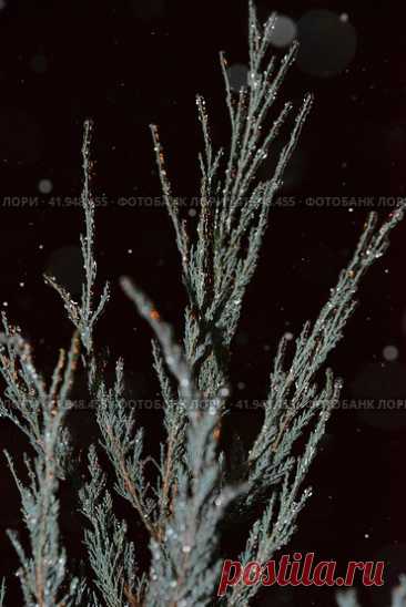 Close-Up of Beautiful Ice-Covered Evergreen Plant during Dark Cold Snowy Winter Night Стоковое фото, фотограф Ilaronsia / Фотобанк Лори