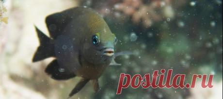 У коралловых рифов близ Белиза обнаружили рифовых рыб, которые смогли приручить мизид – небольших ракообразных. Это первый зарегистрированный случай, когда позвоночное животное, не являющееся человеком, одомашнило другой вид.