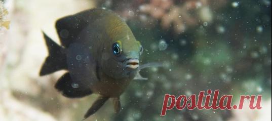 У коралловых рифов близ Белиза обнаружили рифовых рыб, которые смогли приручить мизид – небольших ракообразных. Это первый зарегистрированный случай, когда позвоночное животное, не являющееся человеком, одомашнило другой вид.