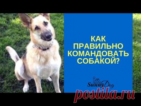 Как правильно командовать собакой?