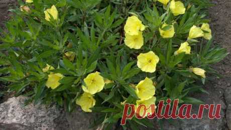 Энотера многолетняя посадка и уход Фото цветов Выращивание из семян Ослинник ночная свеча сорта и виды
