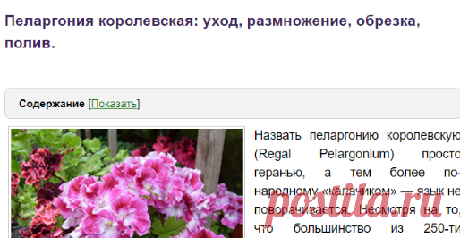 Пеларгония королевская: уход, размножение, обрезка, полив.