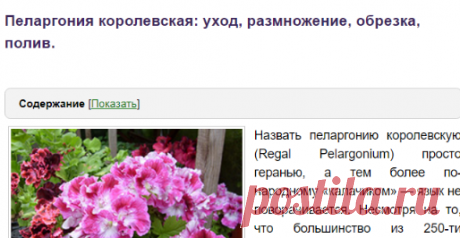 Пеларгония королевская: уход, размножение, обрезка, полив.