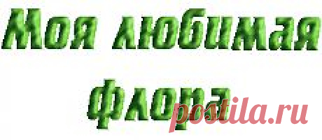 Дипладения. Уход. | Моя любимая флора