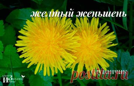 Одуванчик. Лечение и полезные свойства