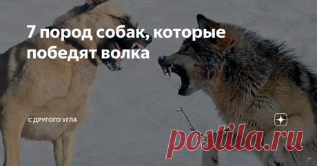 7 пород собак, которые победят волка Волк — один из самых опасных хищников на планете. Мощное, смелое, подвижное животное даже в одиночку способно представлять собой серьезную угрозу. В разных культурах мифы наделяли волков сверхъестественными способностями и интеллектом. Для противостояния волкам во все времена использовали их «младших братьев» — собак. Но далеко не всякий пес способен выйти победителем в схватке с волком. Какие породы собак вывел человек для борьбы с сер...