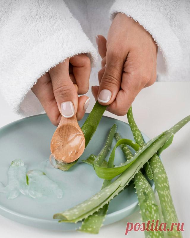 Польза алоэ — Гармония в тебе