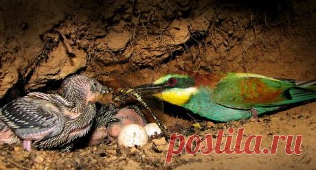 Найти гнездо, сделать подкоп для камеры (буквально по крупицам убирая грунт) и провести часы, лежа на земле: орнитолог и фотограф Алексей Левашкин рассказывает, как добыл эти удивительные кадры.