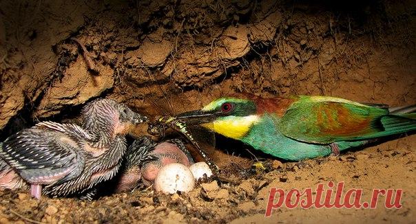 Найти гнездо, сделать подкоп для камеры (буквально по крупицам убирая грунт) и провести часы, лежа на земле: орнитолог и фотограф Алексей Левашкин рассказывает, как добыл эти удивительные кадры.