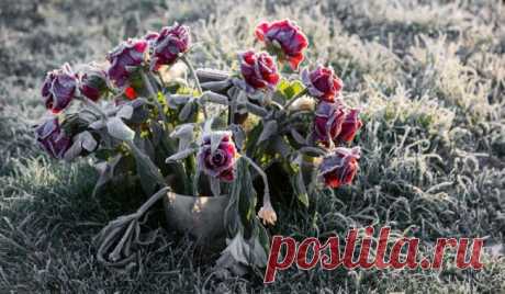 Ваши розы замерзнут если вы не сделаете 3 простых шага