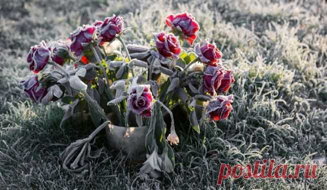 Ваши розы замерзнут если вы не сделаете 3 простых шага