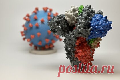 Оценена возможность полного искоренения коронавируса. Глобальное искоренение коронавируса SARS-CoV-2 осуществимо, хотя и в меньшей степени, чем вируса натуральной оспы. Искоренение COVID-19 определяется как снижение заболеваемости до нуля по всему миру в результате преднамеренных усилий. Исследователи проанализировали факторы, которые помогли победить оспу и полиомиелит.