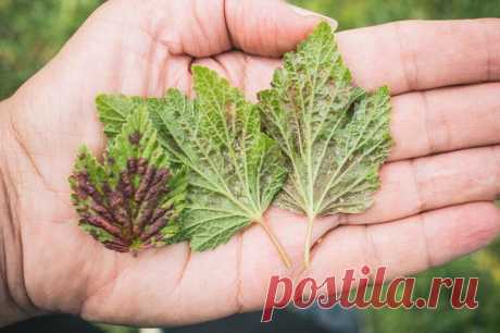 Самый опасный враг смородины — тля. Спасаем куст, уничтожаем вредное насекомое
Добрый день, мой читатель. Тля – самое распространенное насекомое-вредитель, который часто поражает садовые культуры. Особенно от нее страдают ягодные кустарники и деревья. Тля на смородине. Иллюстрация для статьи используется по стандартной лицензии ©life-hacky.ru Защитить смородину поможет комплекс действенных мер...
Читай дальше на сайте. Жми подробнее ➡