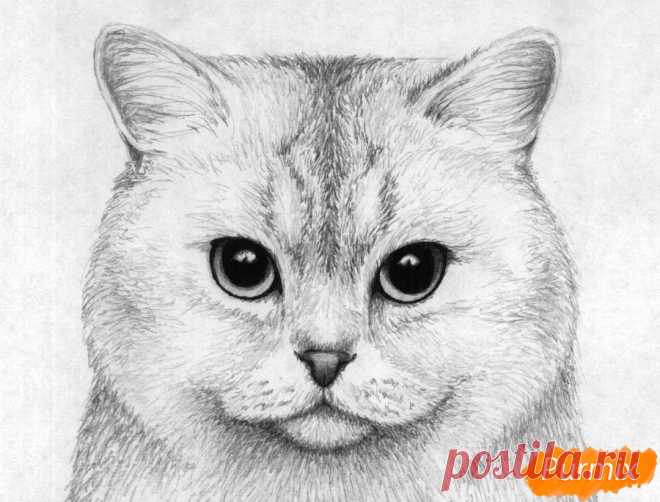 Как нарисовать портрет британской короткошерстной кошки