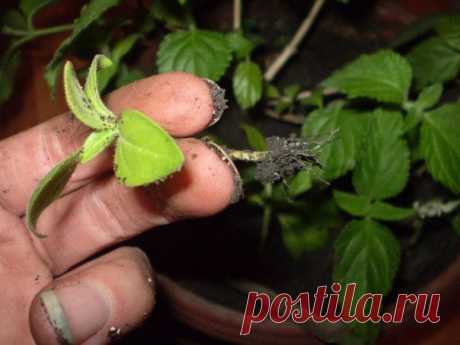 пересаживаем однолетку-пиеунью в на подъездый подоконник чтобы дать ей многолетнюю жизнь