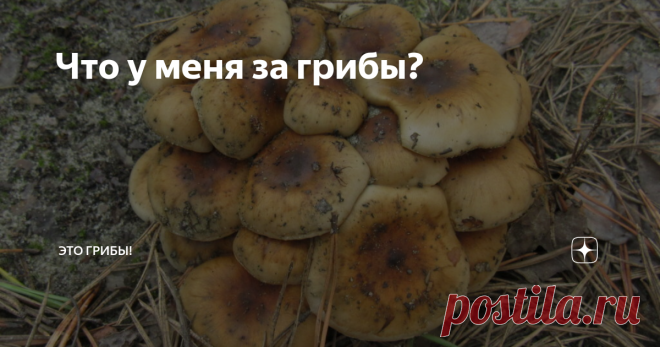 Что у меня за грибы? Хотите быстро определить находку на форуме грибников? Всего лишь несколько простых правил...