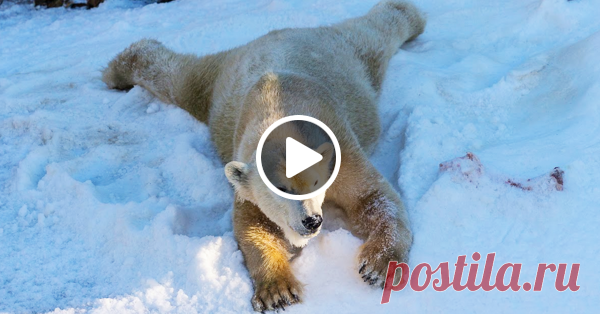 В зоопарк Сан-Диего завезли 26 тонн снега. Реакция белых медведей бесподобна ❄ ❄ ❄