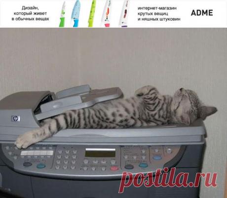 30 котов, постигших искусство «Сон-Фу»