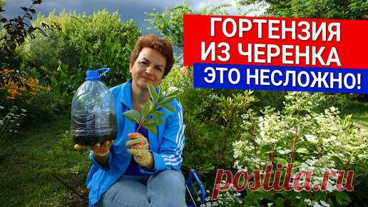 Гортензия из черенка - это несложно! | Садовый Клуб Наталии Петренко | Дзен