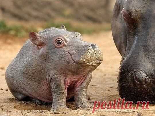 Вот так выглядит маленький бегемот. Ня.