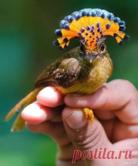 Королевская мухоловка - маленькая птичка с ярким хохолком! Чем не чудо?
🌹🌹🌹🌹
⤵⤵⤵⤵⤵