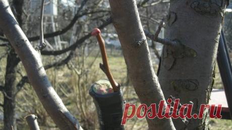 Как привить грушу весной – подробная пошаговая инструкция (фото) 

Как известно, самое удачное время для прививки груши – весна. Чтобы результат этого процесса оправдал все ваши ожидания, нужно учесть некоторые нюансы весенней прививки. О них мы и расскажем в этой …