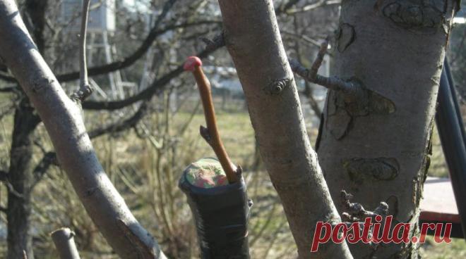 Как привить грушу весной – подробная пошаговая инструкция (фото) 

Как известно, самое удачное время для прививки груши – весна. Чтобы результат этого процесса оправдал все ваши ожидания, нужно учесть некоторые нюансы весенней прививки. О них мы и расскажем в этой …