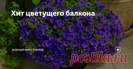 Хит цветущего балкона Младшая сестра петунии