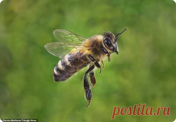 Крупные планы насекомых от фотографа Даррона Мэттьюса – ZooPicture.ru