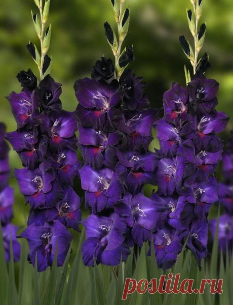 Gladiolus 'Midnight' | ''Gorgeous GLADS!