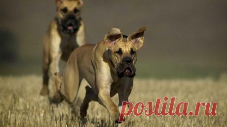 Дог (31 фото)