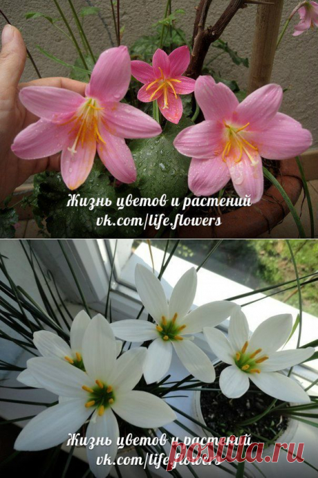 Почему не цветет зефирантес .