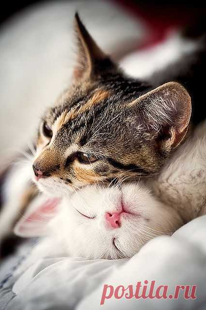 lavender-colored glasses... - 89cats: ..Furia&Pax.. by Mateusz Wojtoń on...