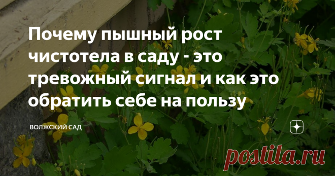 Почему пышный рост чистотела в саду - это тревожный сигнал и как это обратить себе на пользу Статья автора «Волжский сад» в Дзене ✍: Приветствую, друзья!  Одно время чистотел у меня рос буйным образом, причём, все лето.