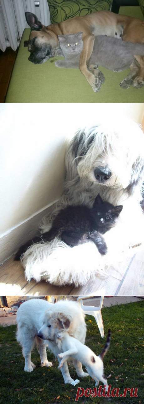 Кошки + собаки
