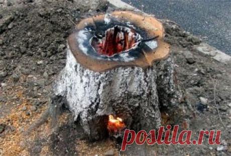 Соль - уберет пень без корчевания за 1 год или костер "финская свеча" за пару часов! | Любимая Дача | Яндекс Дзен