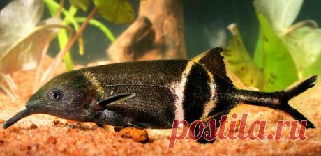 Рыба-слон или Слоник нильский (Gnathonemus petersii) | Аквариумные рыбки - содержание и разведение