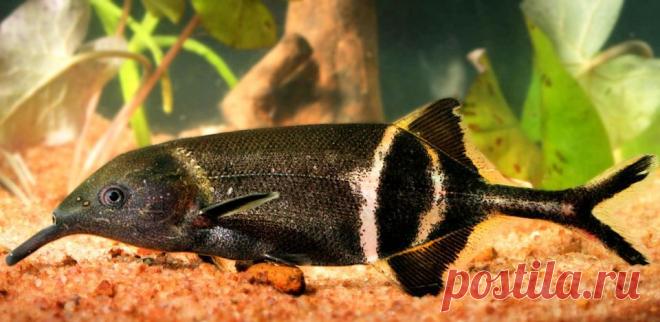 Рыба-слон или Слоник нильский (Gnathonemus petersii) | Аквариумные рыбки - содержание и разведение