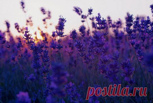 11 природных ароматов, которые меняют настроение