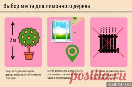 Лимонное дерево: уход в домашних условиях