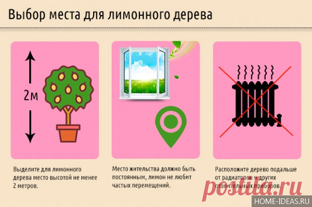 Лимонное дерево: уход в домашних условиях