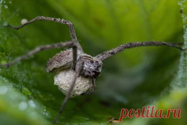 Под надёжной защитой: самка паука несёт выводок в котомке под брюшком. Фотографировал Vladislav – nat-geo.ru/community/user/208604.