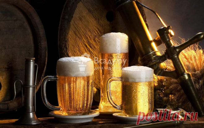 День пива и солодовых напитков готовим пивной суп День пива в России: когда и как отметить, история происхождения праздника. День безудержного веселья: конкурсы на День Пива, рецепты пивного супа
