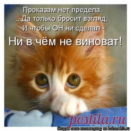 Ни в чем не виноват (котоматрица)