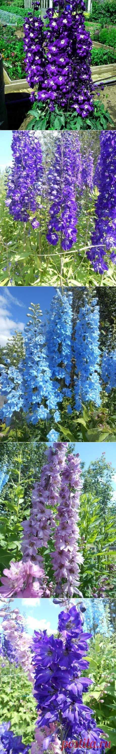 Выращиваем красавец-дельфиниум