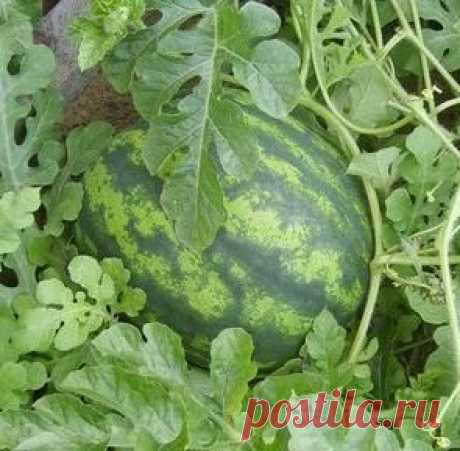 Вкусный Огород: Выращивание арбузов в Сибири