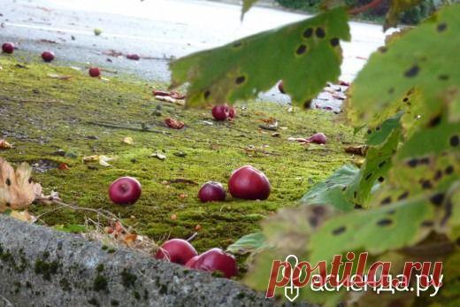 Календарь садово-огородных работ на октябрь: Группа Практикум садовода и огородника