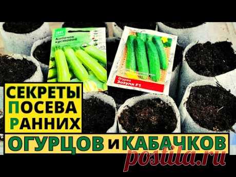 Хотите рано кушать ОГУРЧИКИ и КАБАЧКИ? Тогда мои секретики посева и выращивания вам помогут